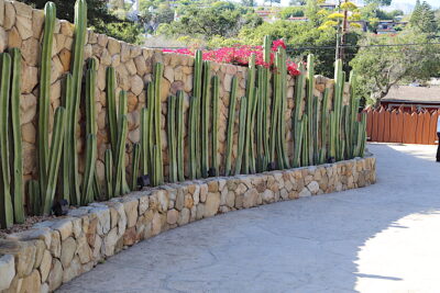 Fence post cacti (Pachycereus marginatus) Succulent driveway (c) Debra Lee Baldwin