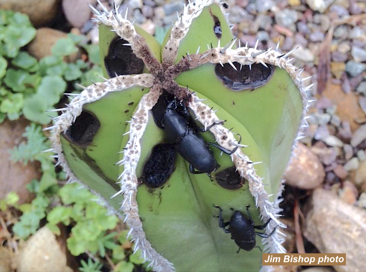 Bug that infests Mexican fence post cactus
