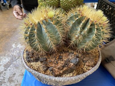 Ferocactus glaucescens at the San Diego Cactus & Succulent Society Show (c) Debra Lee Baldwin