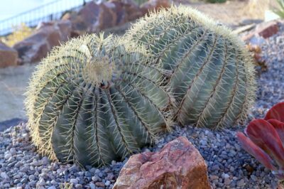 Ferocactus glaucescens (blue barrel cactus) (c) Debra Lee Baldwin
