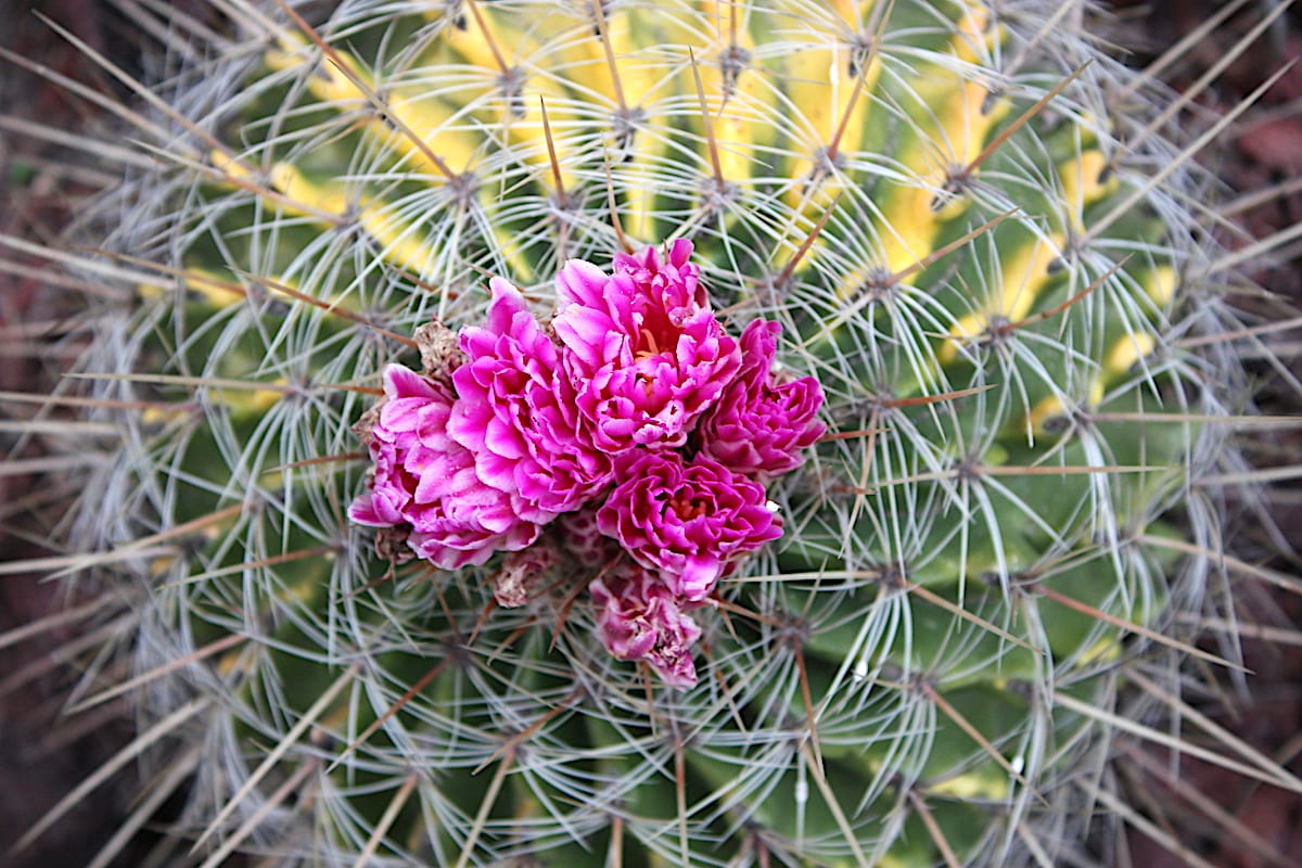 Pink flower cactus Ferocactus macrodiscus (c) Debra Lee Baldwin