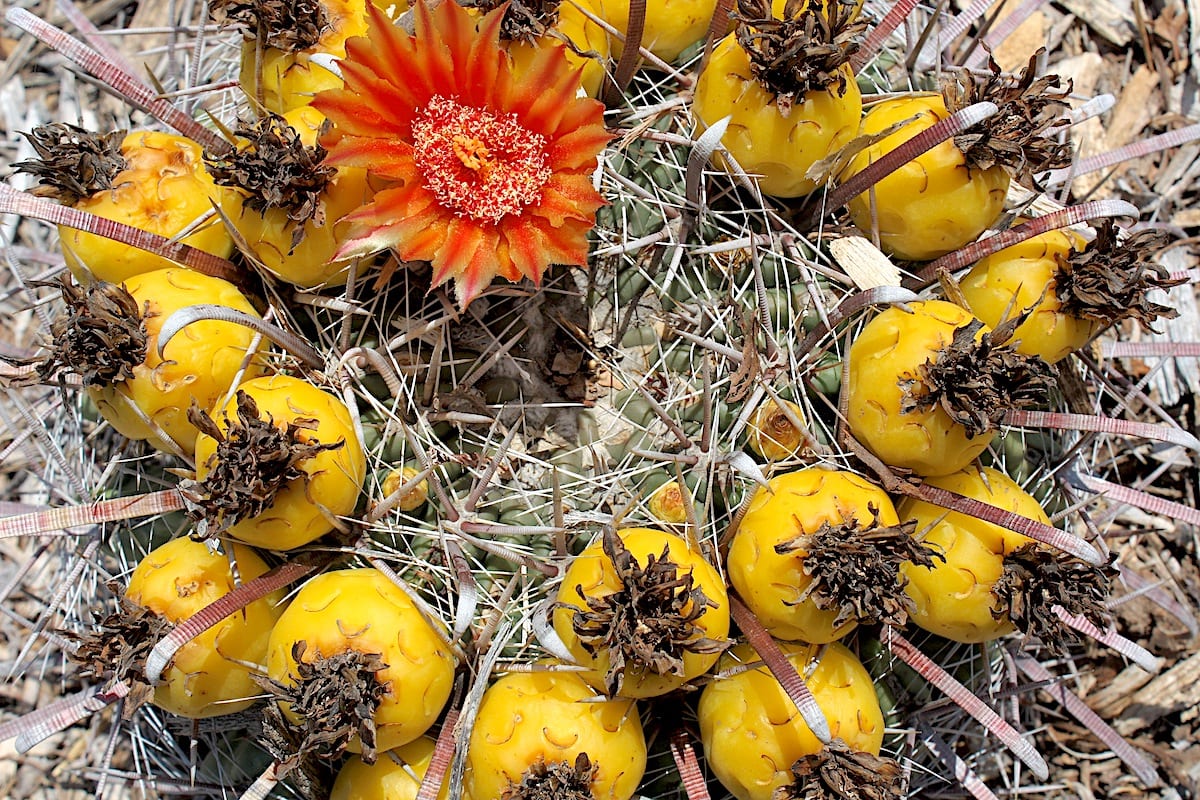 Yellow cactus fruit Ferocactus wislizeni (c) Debra Lee Baldwin