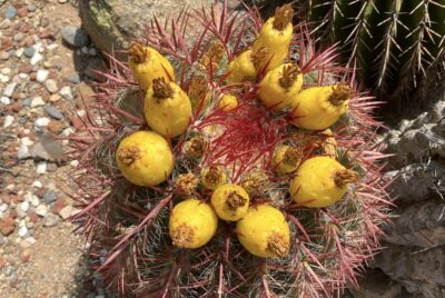 Red-spined globular cactus with yellow, egg-shaped fruit Ferocactus (c) Debra Lee Baldwin