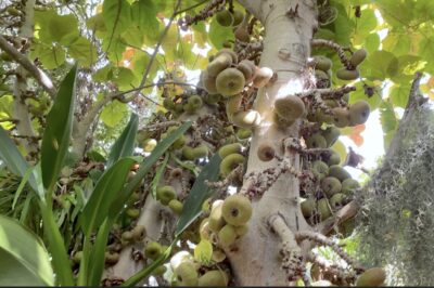 Fruit clusters on the trunk look like donuts Ficus auriculata