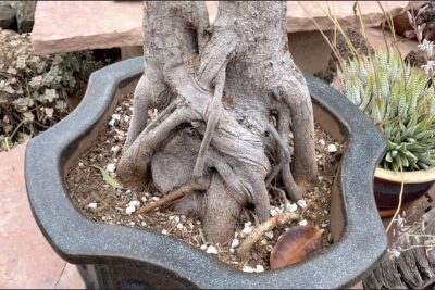 Tropical tree with large above ground roots Ficus macrophylla Moreton Bay Fig