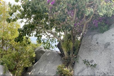 Fig that strangles rocks Ficus petiolaris