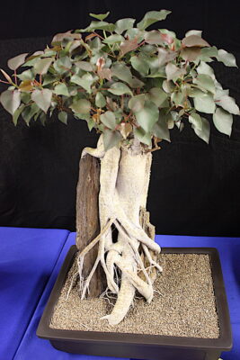 Succulent bonsai Ficus petiolaris (Grammer)(c) Debra Lee Baldwin