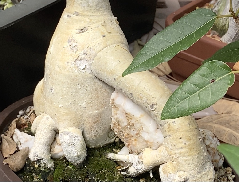 Bonsai succulent with roots encircling a quartz rock Ficus bonsai (c) Debra Lee Baldwin