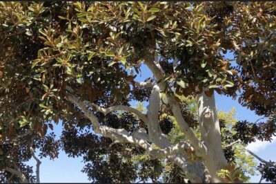 Ficus rubiginosa (rusty leaf fig) looks like a magnolia tree