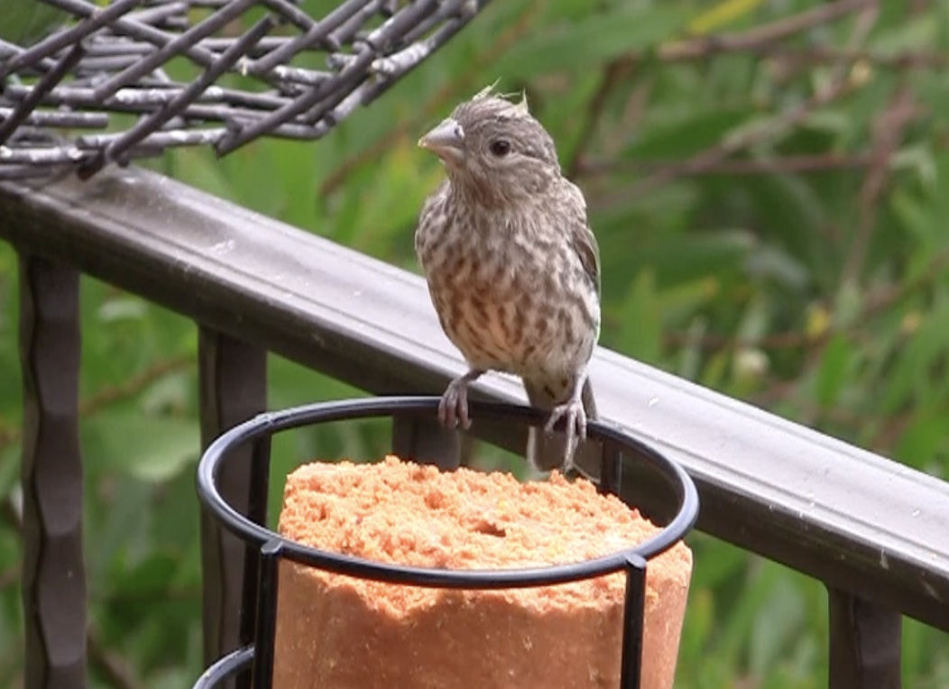 Fledgling house finch on suet feeder (c) Debra Lee Baldwin