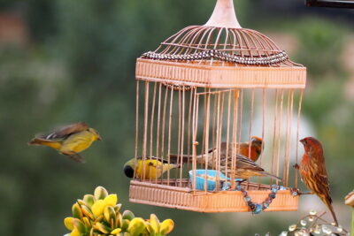 Goldfinch, House Finch feeder (c) Debra Lee Baldwin 