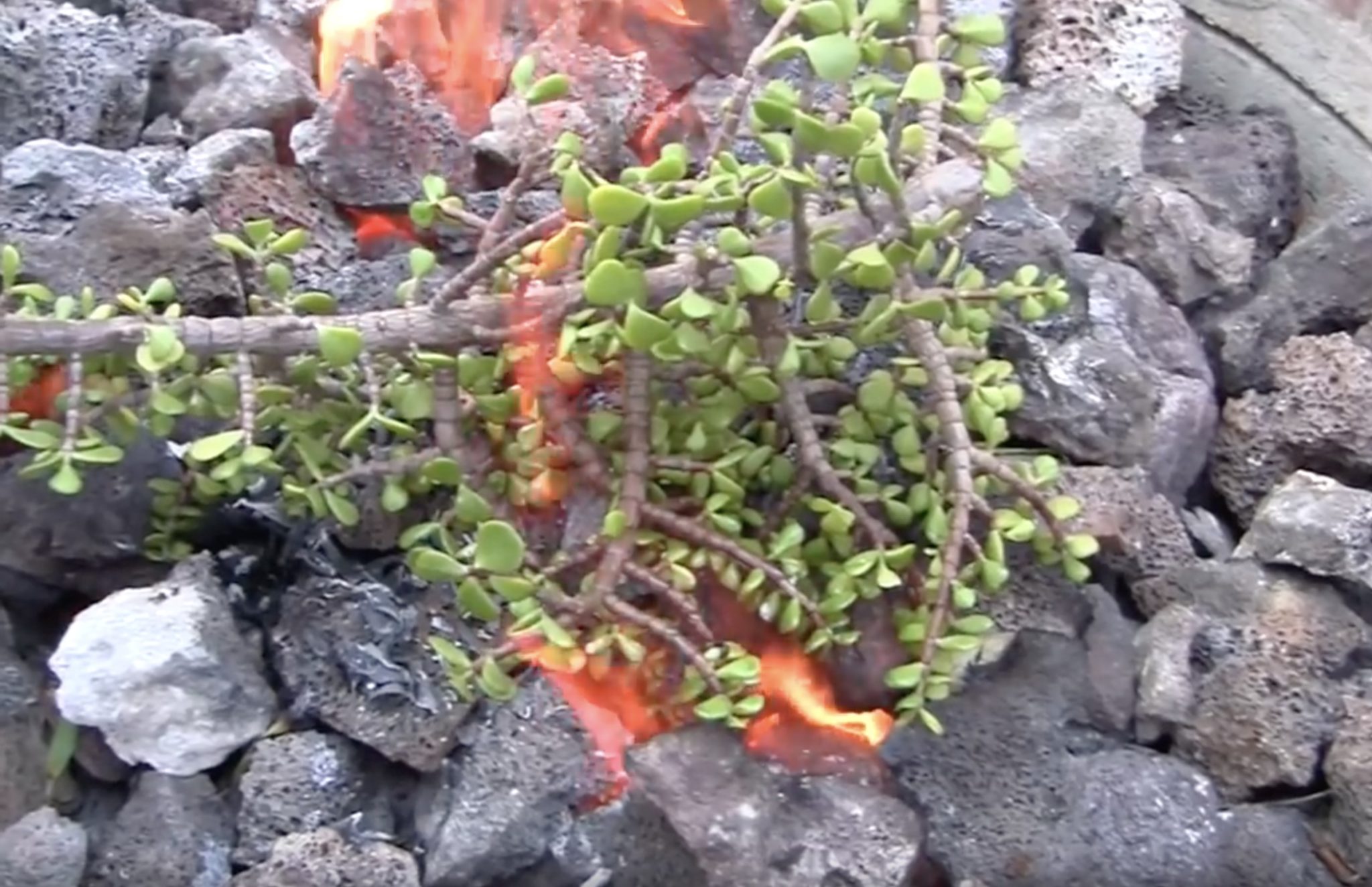 Does Succulent Portulacaria afra (elephant bush) catch fire? (c) Debra Lee Baldwin 