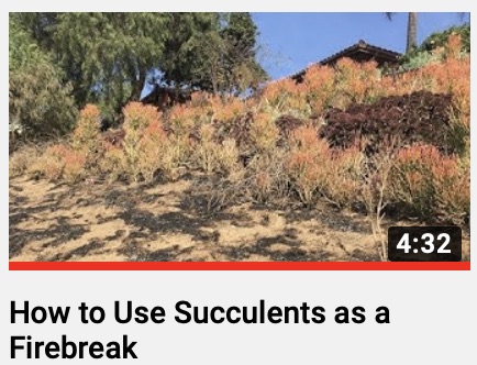 Firebreak succulents