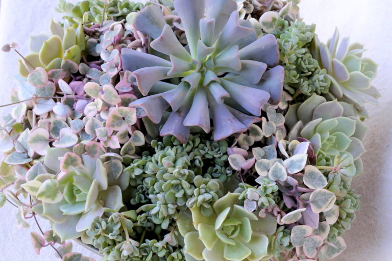 Online Succulent Design Class with Debra Lee Baldwin