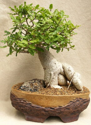 Succulent bonsai Fockea edulis (Grammer) (c) Debra Lee Baldwin