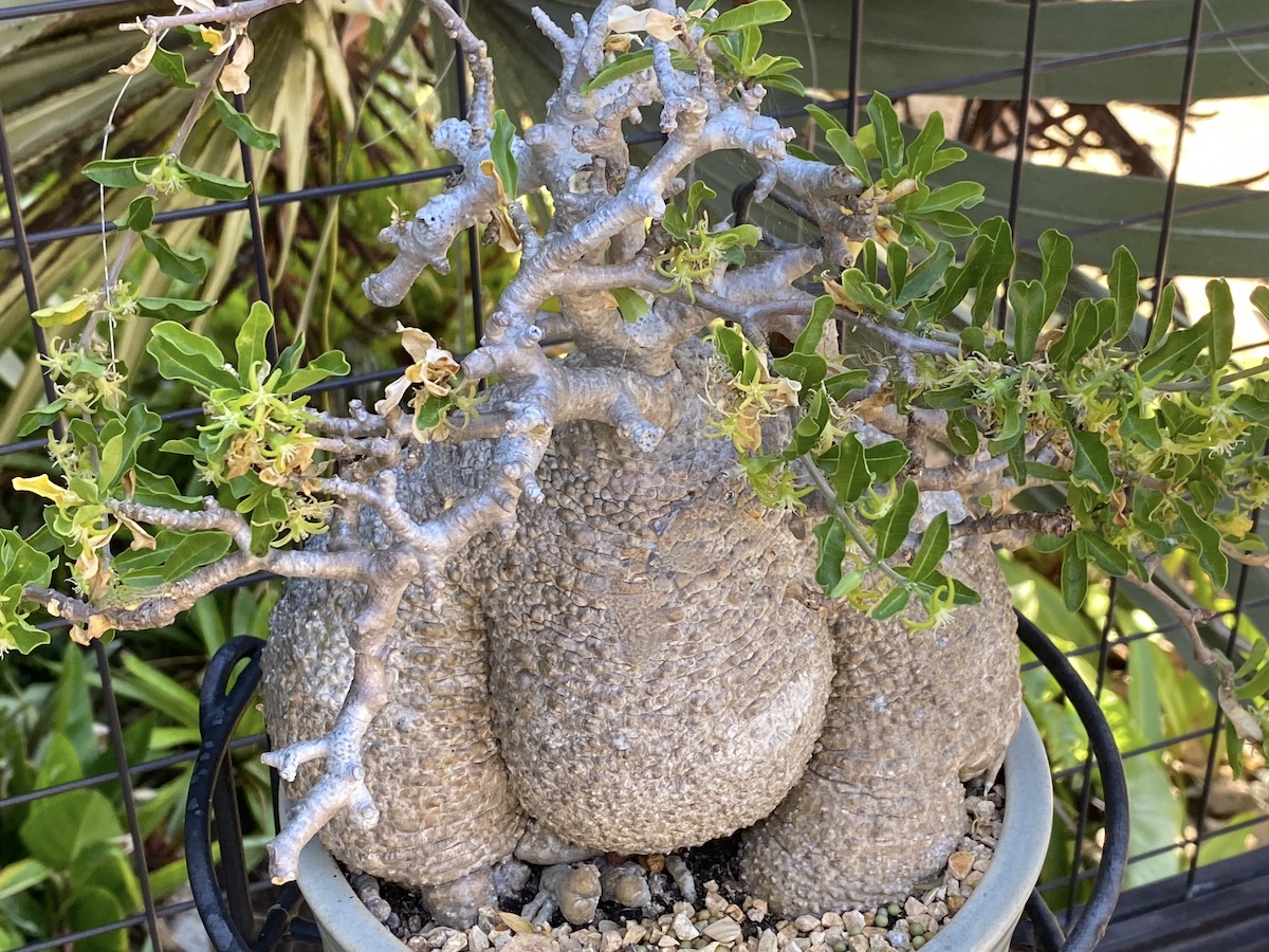 Fat-stemmed succulent with bumpy skin, gnarled pale gray branches Fockea edulis (c) Debra Lee Baldwin
