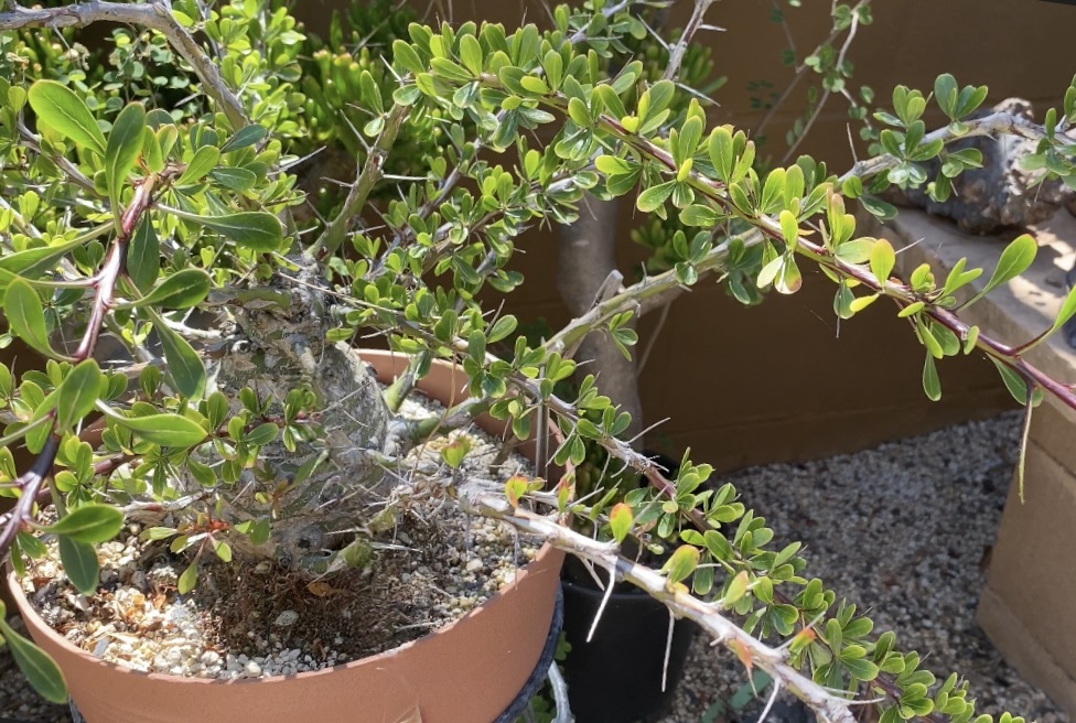 Succulent with spiky stems, small leaves and a bottle-shaped base Fouquieria fasciculata (c) Debra Lee Baldwin