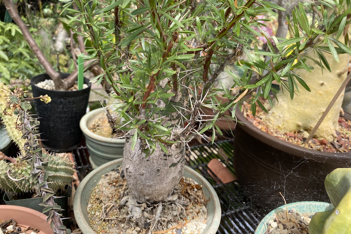 Prickly-stemmed fat-trunked caudiciform with small leaves related to ocotillo Fouquieria purpusii (c) Debra Lee Baldwin