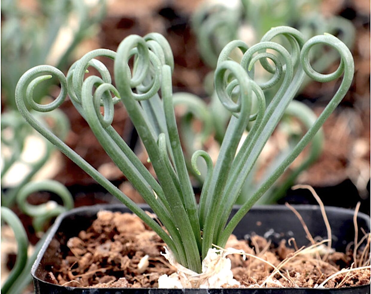 Frizzle sizzle (Albuca spiralis)