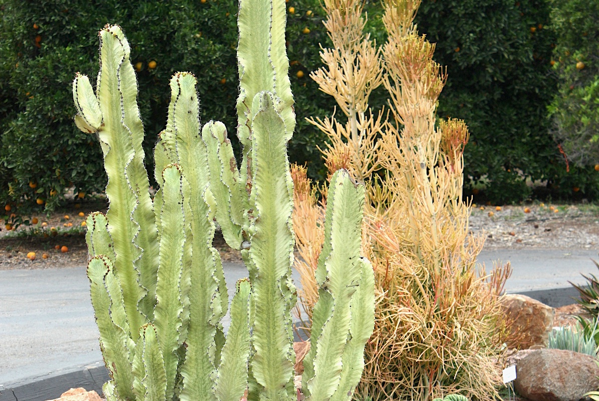 Euphorbias before frost (c) Debra Lee Baldwin 