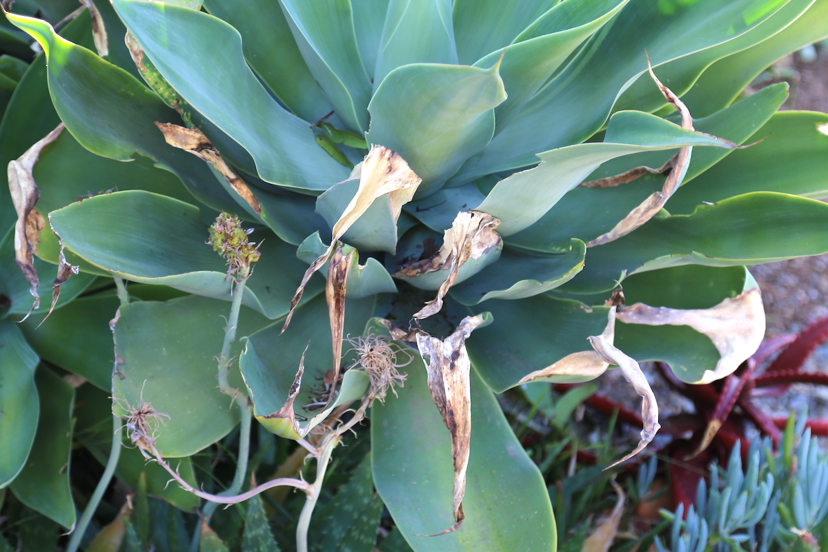 Frost damaged agave months later (unpruned) (c) Debra Lee Baldwin 