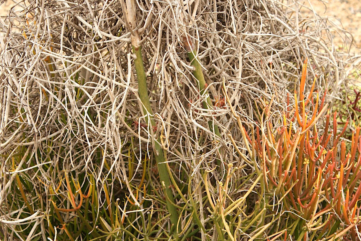 Euphorbia 'Sticks on Fire' after frost (c) Debra Lee Baldwin 