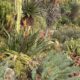 Succulent garden alongside pathway (c) Debra Lee Baldwin