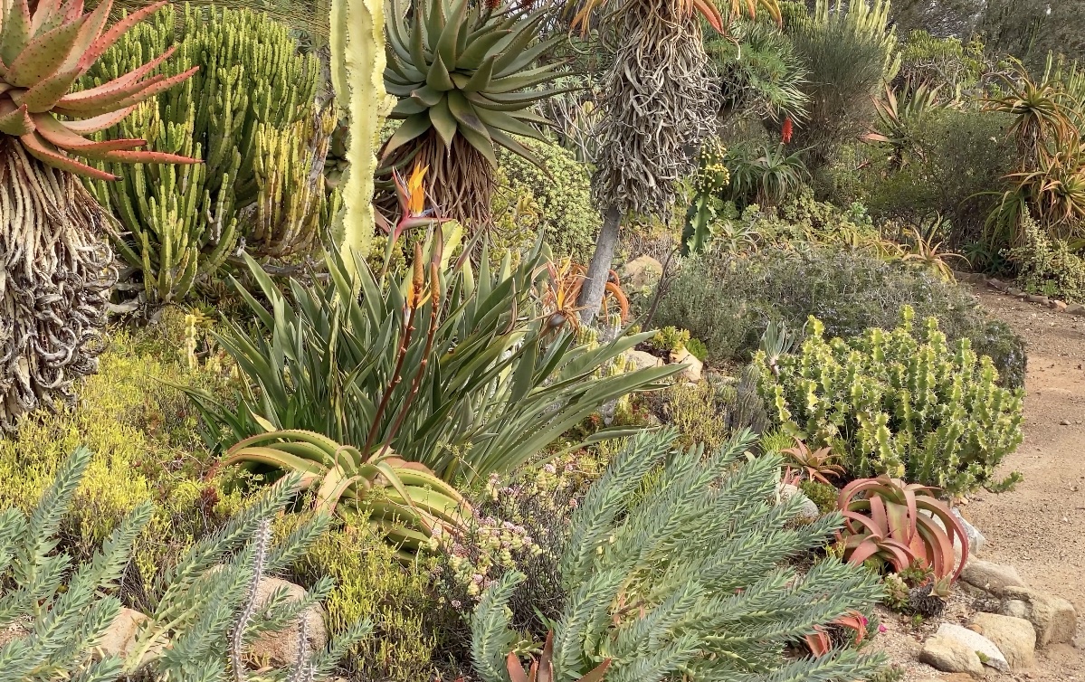 Succulent garden alongside pathway (c) Debra Lee Baldwin