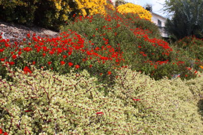 Garden with Portulacaria afra variegata (c) Debra Lee Baldwin