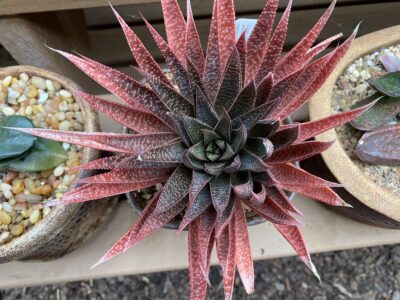 Gasteria 'Green Star' beautifully stressed to red (c) Debra Lee Baldwin