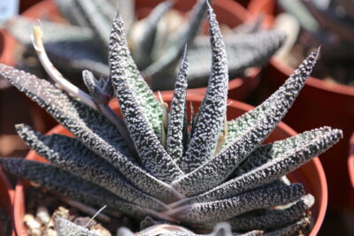 Gasteria 'Lizard Lips' forms a fan of thick, black leaves with white dots (c) Debra Lee Baldwin