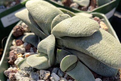 Thick, overlapping, tongue-shaped leaves of Gasteria glomerata are clay-like and rounded (c) Debra Lee Baldwin