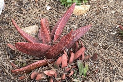 Red succulents with bumpy wedge-shaped leaves: gasterias (c) Debra Lee Baldwin