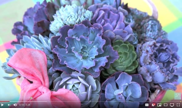 Gift Basket of Echeverias (c) Debra Lee Baldwin 