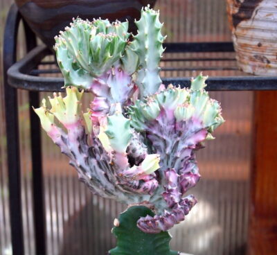 Colorful euphorbia lactea crest, grafted (c) Debra Lee Baldwin