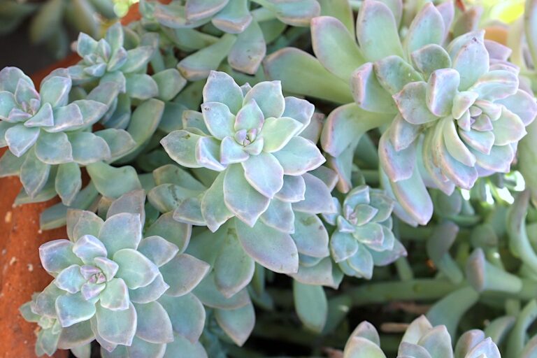 Graptopetalums: Lovely, Easy Succulents - Debra Lee Baldwin