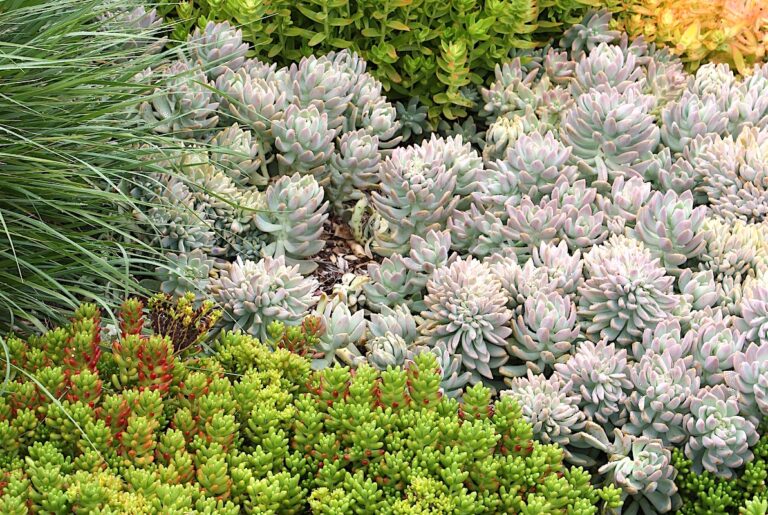 Graptopetalums: Lovely, Easy Succulents - Debra Lee Baldwin