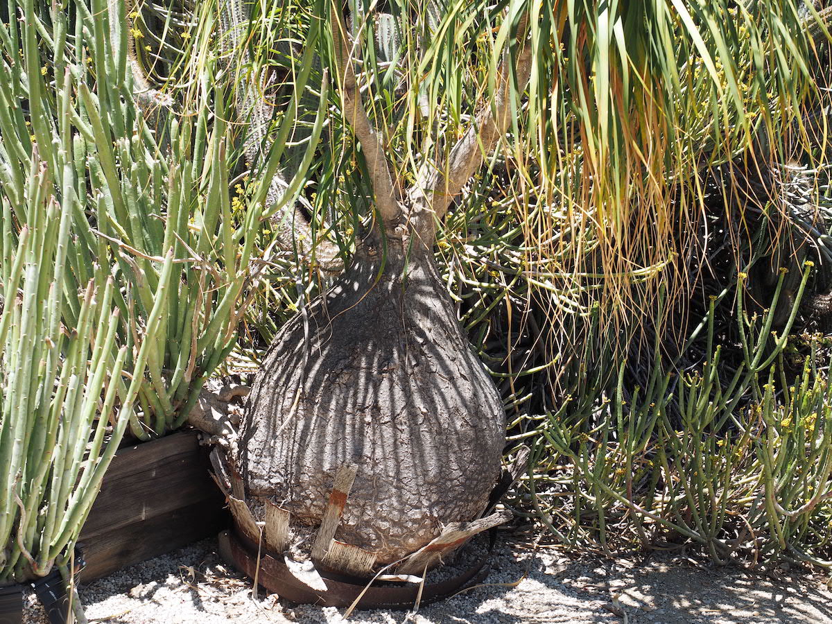 A nursery-grown Beaucarnea recurvata decided to plant itself (c) Debra Lee Baldwin