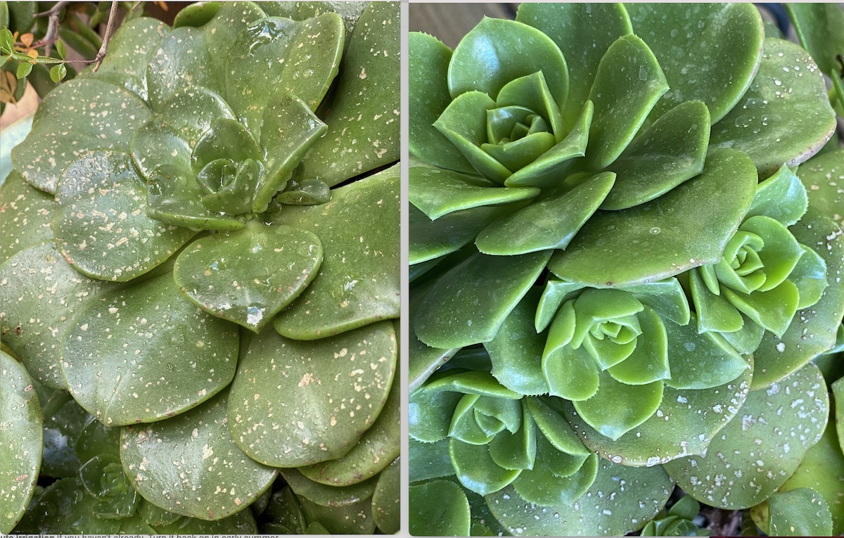 Hail damage on succulent, and six months later (c) Debra Lee Baldwin 