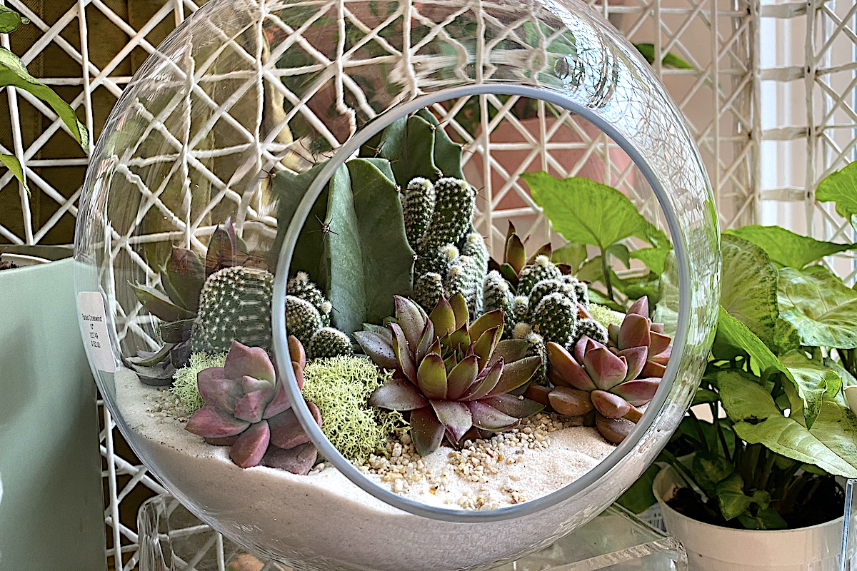 Succulent terrarium