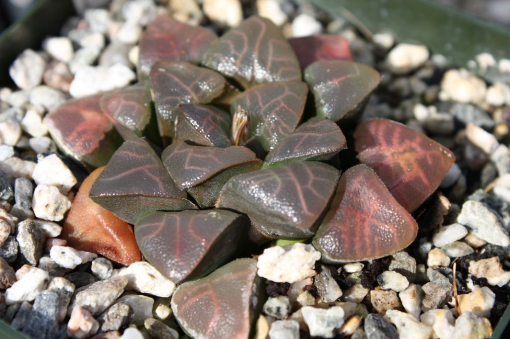 Brown-leaved and veined haworthia (c) Debra Lee Baldwin 