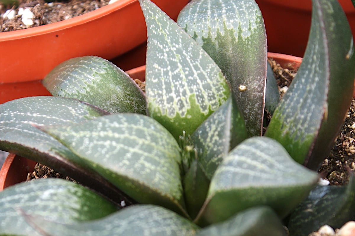 Haworthia Comptoniana 