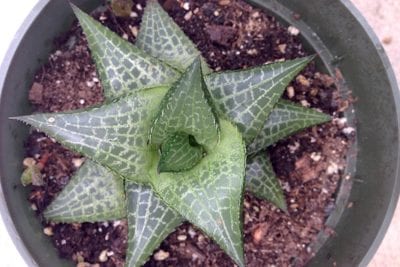 Succulent net Haworthiopsis tessellata (c) Debra Lee Baldwin
