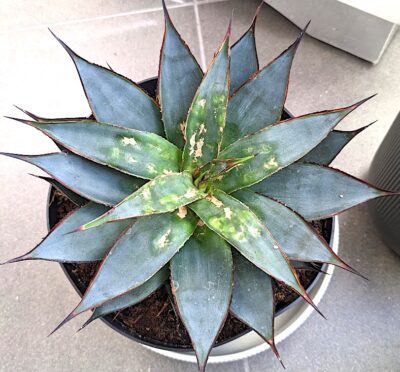 Heather's Agave 'Blue Glow'
