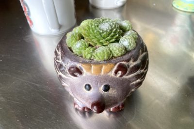Hedgehog pot w sempervivums (c) Debra Lee Baldwin