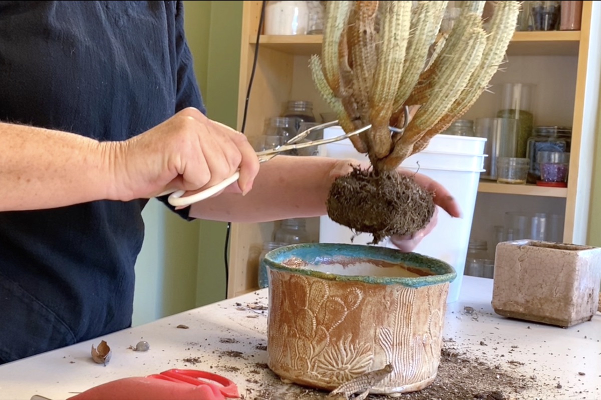 Use tongs to hold a spiny succulent