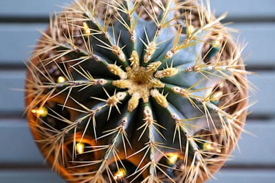 Cactus with holiday lights (c) Debra Lee Baldwin