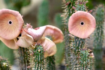 The stapeliad Hoodia gordonii looks like a cactus with pink, cup-shaped flowers (c) Debra Lee Baldwin