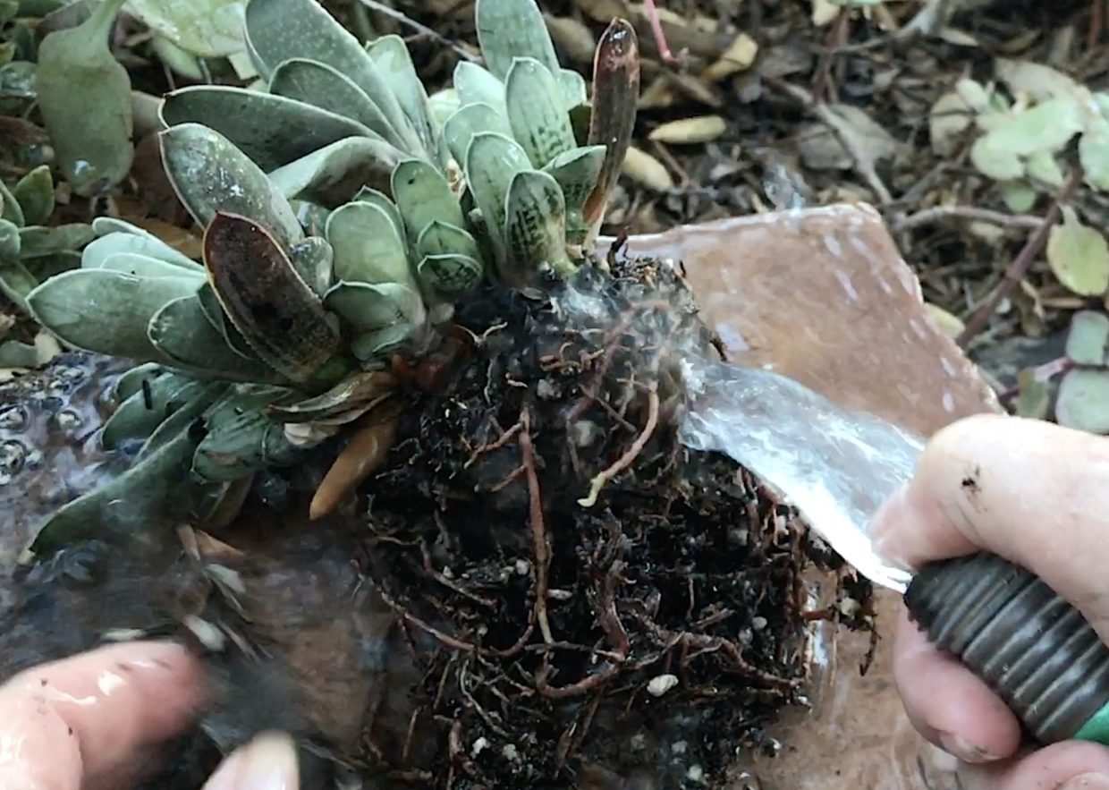 Ants in Your Succulents? What to Do - Debra Lee Baldwin