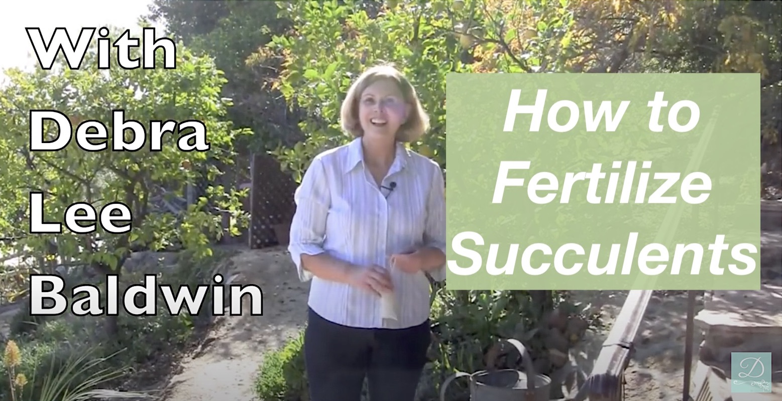 How to fertilize succulents title page
